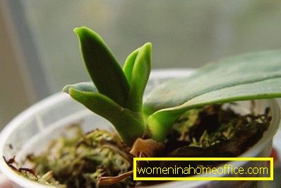 Phalaenopsis: cuidado após a floração