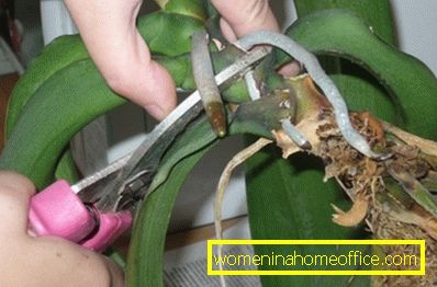 Phalaenopsis: transplante após floração