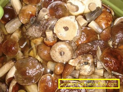 Como conservar cogumelos do álamo tremedor: as melhores receitas e pontas